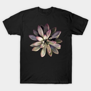 Suculenta Echeveria Carnicolor T-Shirt